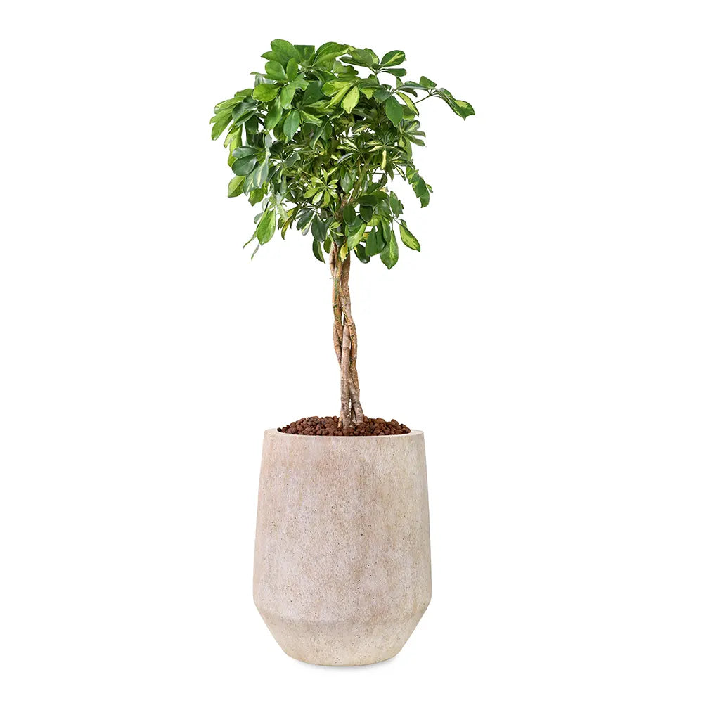 SCHEFFLERA COMPACTA IN BEIGE PLANTER