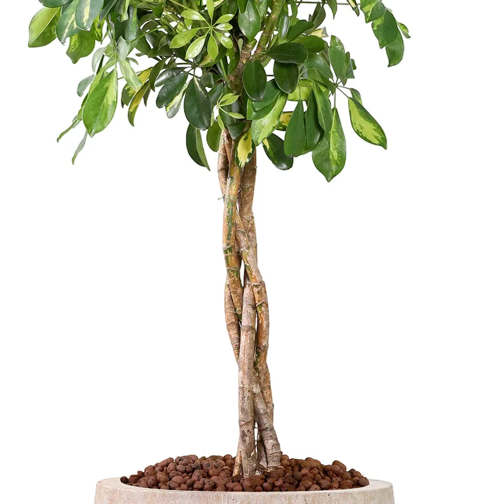 SCHEFFLERA COMPACTA IN BEIGE PLANTER