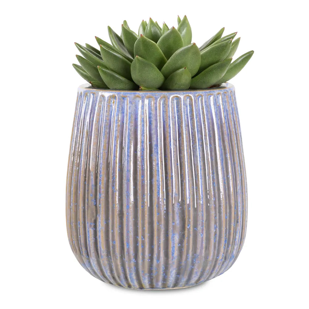 إيشيفيريا في حوض سيراميك أزرق - ارتفاع 30 سم