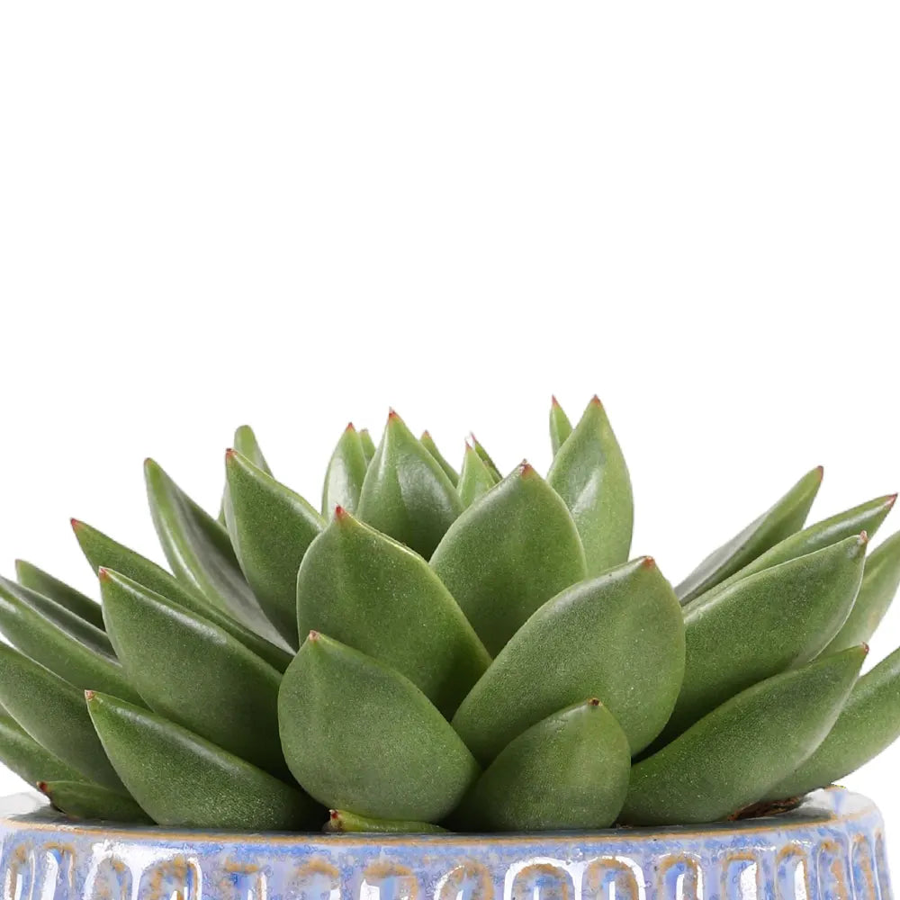 إيشيفيريا في حوض سيراميك أزرق - ارتفاع 30 سم