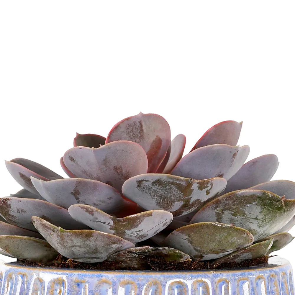 إيشيفيريا بيرل في حوض سيراميك أزرق - ارتفاع 30 سم