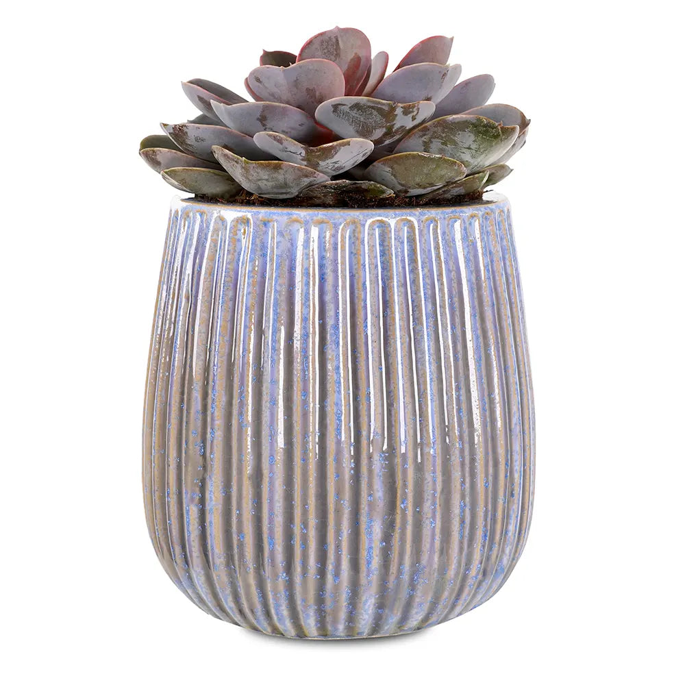 إيشيفيريا بيرل في حوض سيراميك أزرق - ارتفاع 30 سم