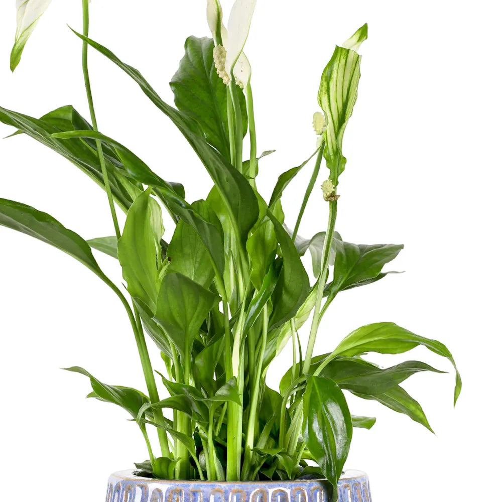 سباثيفيلوم في حوض سيراميك أزرق - ارتفاع 30 سم