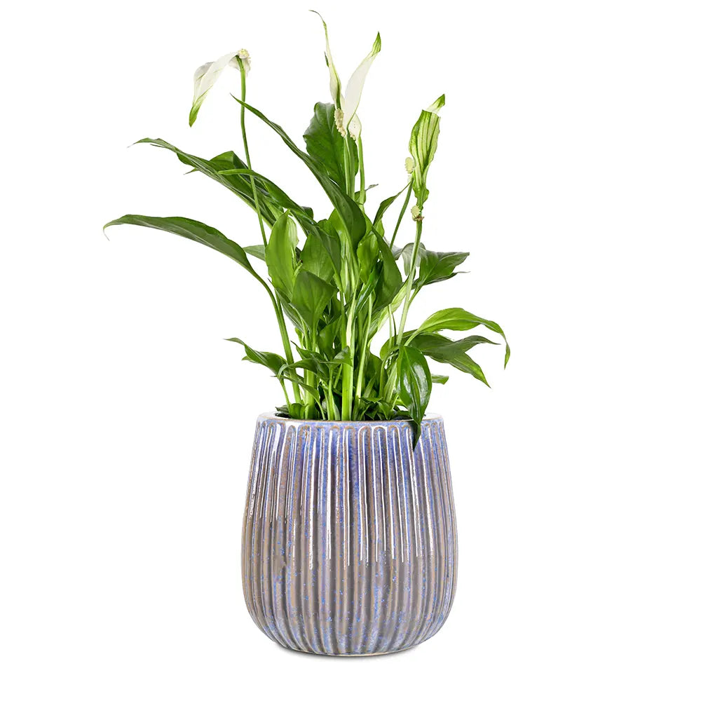 سباثيفيلوم في حوض سيراميك أزرق - ارتفاع 30 سم