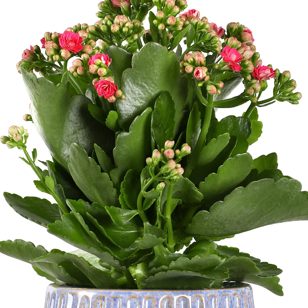 كالانشو في حوض سيراميك أزرق - ارتفاع 30 سم