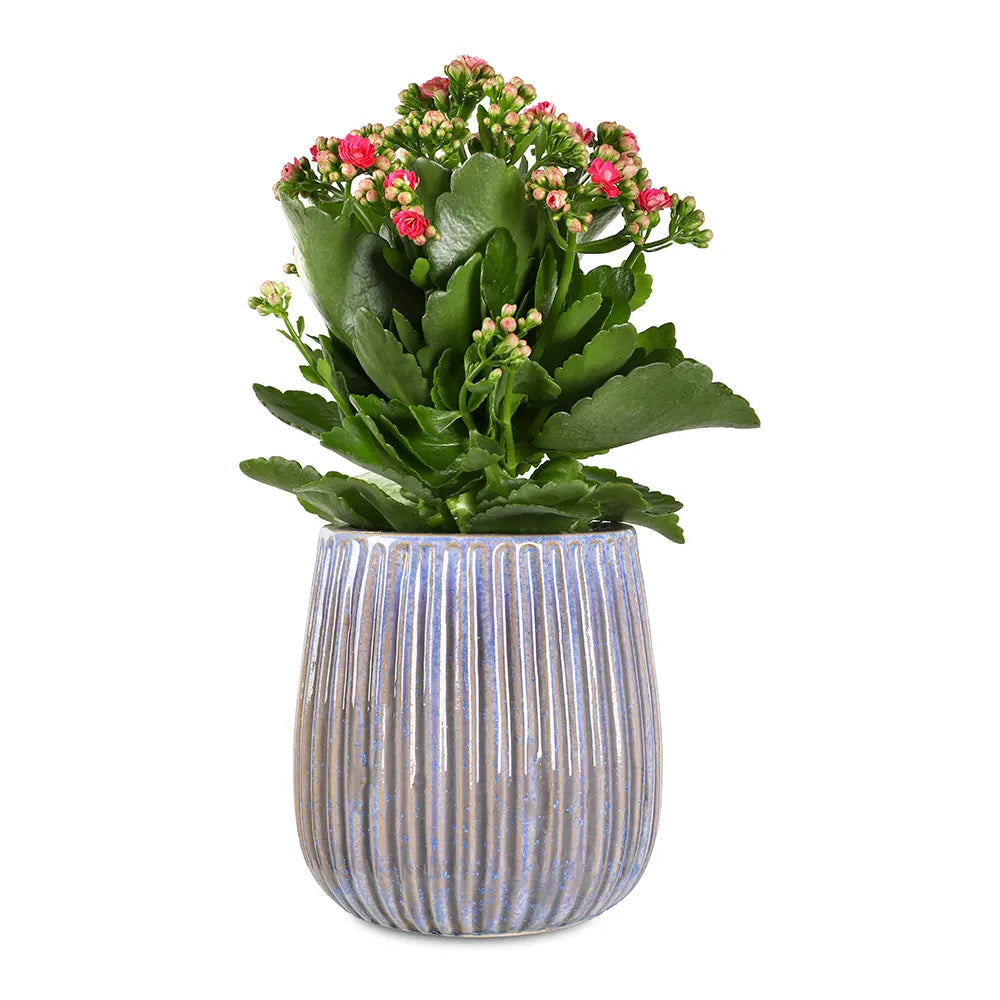 كالانشو في حوض سيراميك أزرق - ارتفاع 30 سم