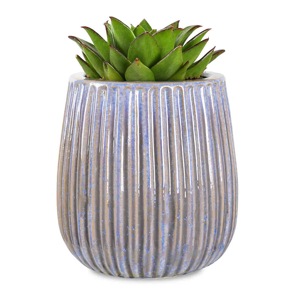 إيشيفيريا ليبستك في حوض سيراميك أزرق - ارتفاع 30 سم