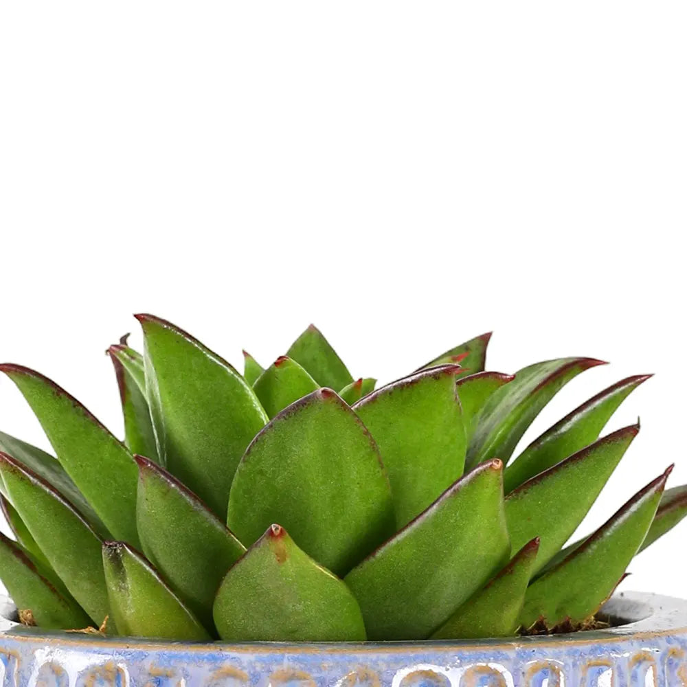 إيشيفيريا ليبستك في حوض سيراميك أزرق - ارتفاع 30 سم