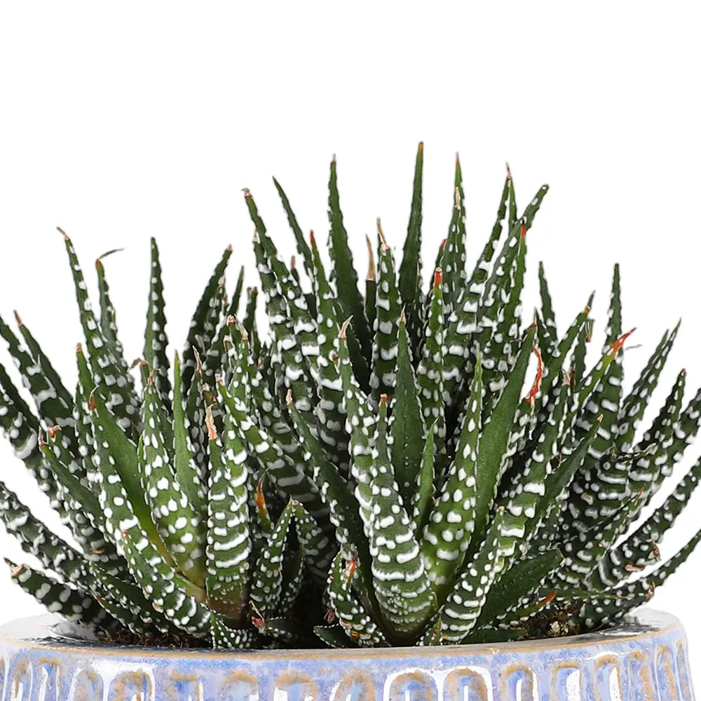 هاوورثيا في حوض سيراميك أزرق - ارتفاع 30 سم