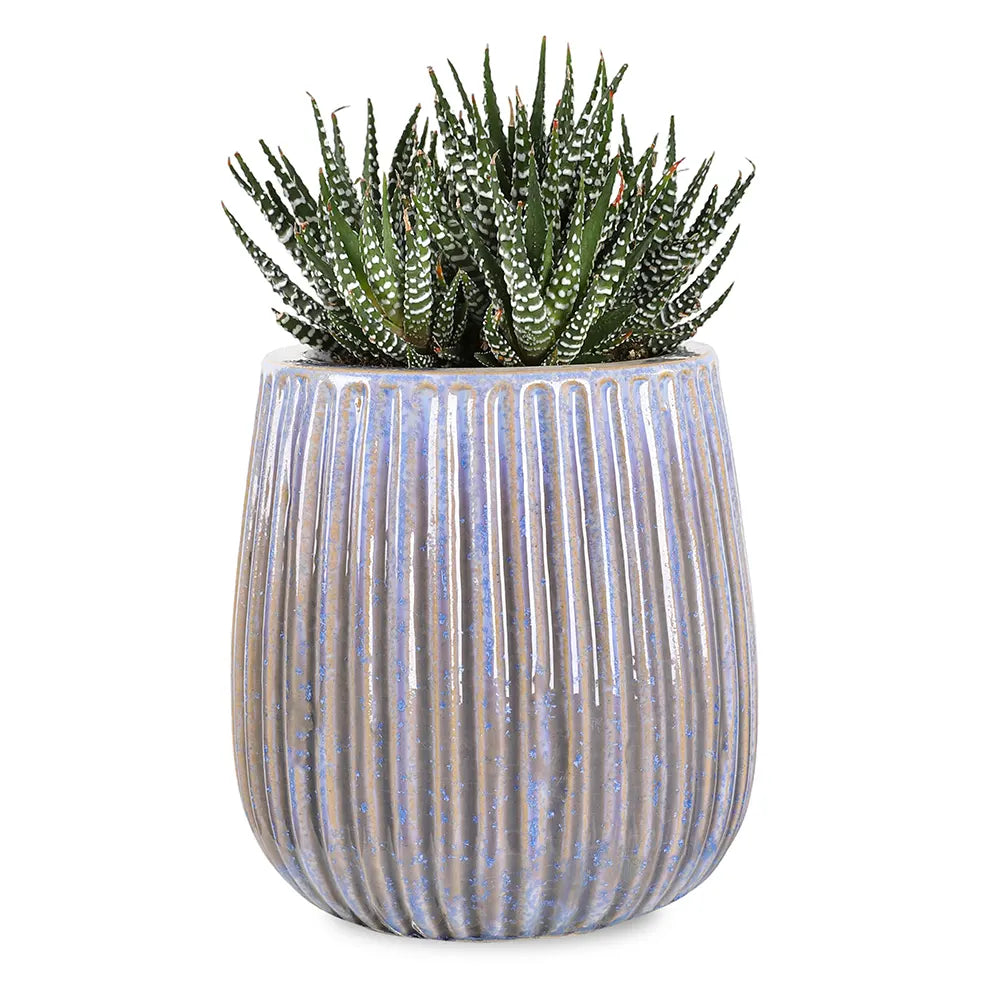 هاوورثيا في حوض سيراميك أزرق - ارتفاع 30 سم