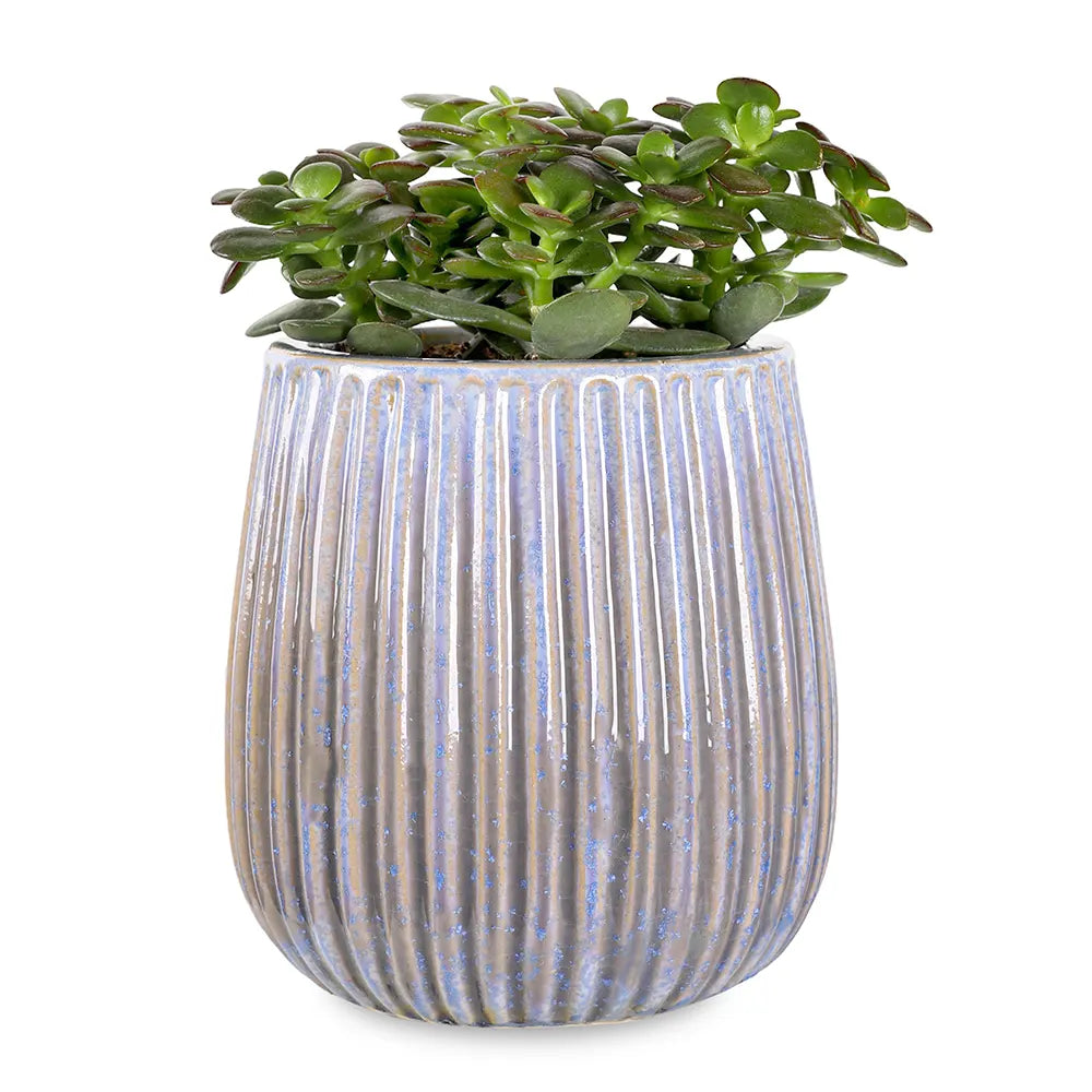 كراسولا أوفاتا في حوض سيراميك أزرق - ارتفاع 30 سم