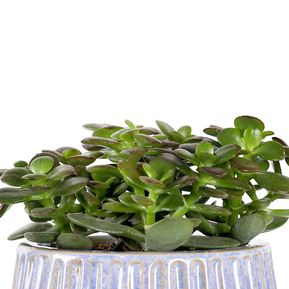 كراسولا أوفاتا في حوض سيراميك أزرق - ارتفاع 30 سم