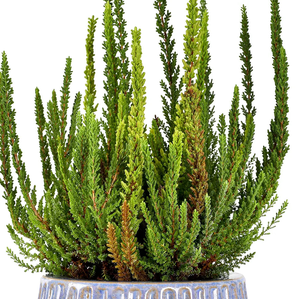 كالونا في حوض سيراميك أخضر - ارتفاع 30 سم