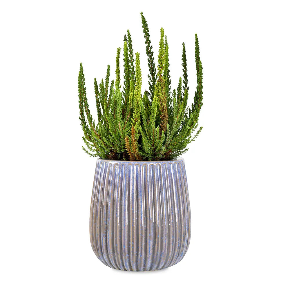 كالونا في حوض سيراميك أخضر - ارتفاع 30 سم