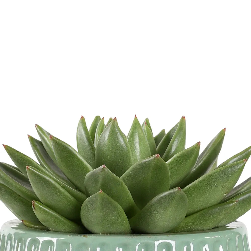  إشيفيريا في حوض سيراميك أخضر - ارتفاع 30 سم