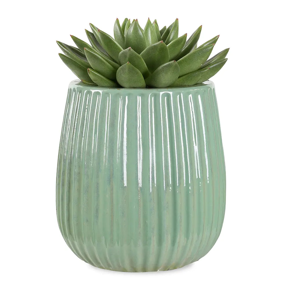  إشيفيريا في حوض سيراميك أخضر - ارتفاع 30 سم