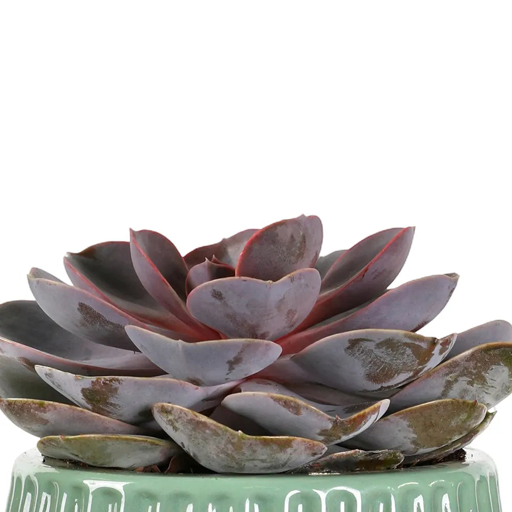 إيشيفيريا بيرل في حوض سيراميك أخضر - ارتفاع 30 سم