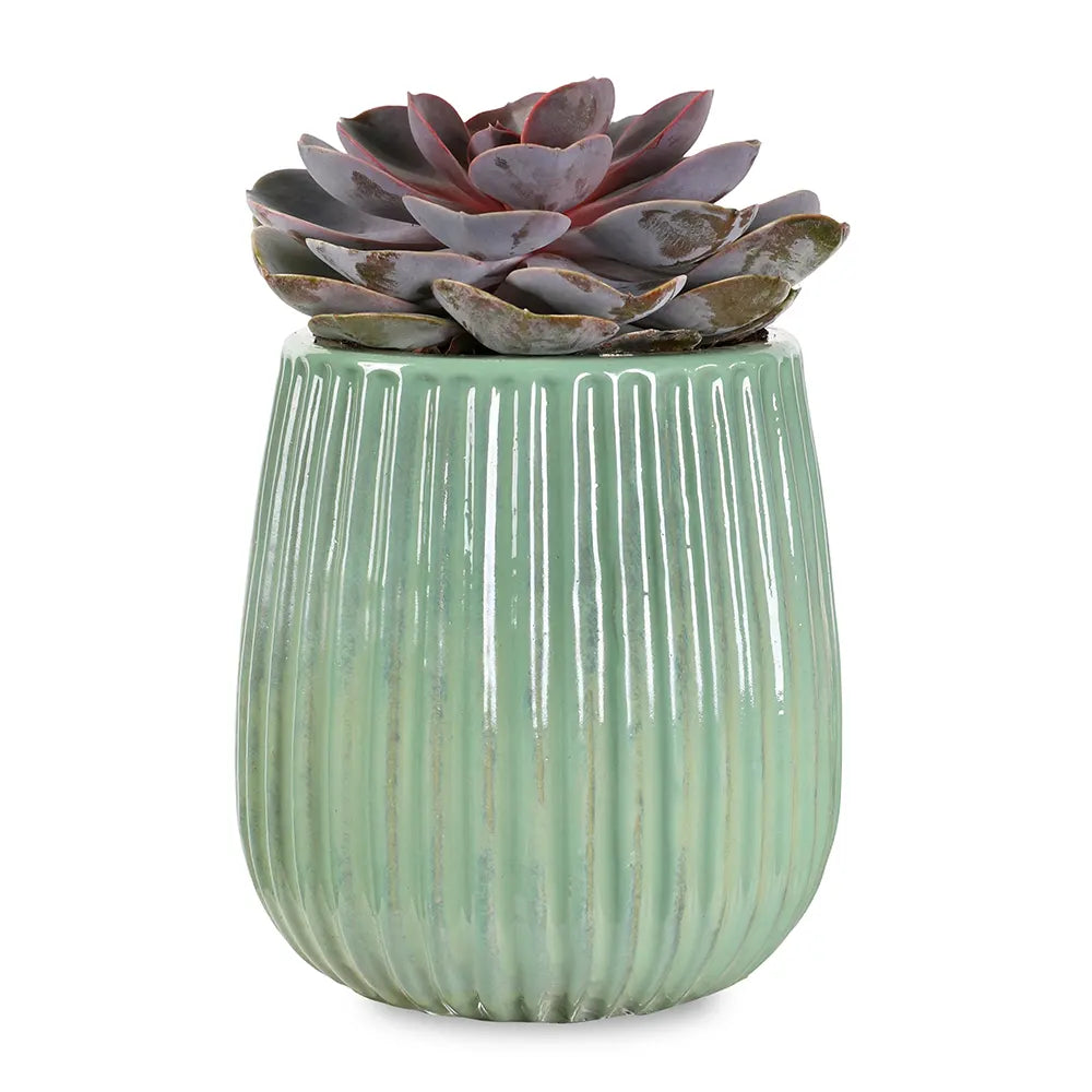 إيشيفيريا بيرل في حوض سيراميك أخضر - ارتفاع 30 سم