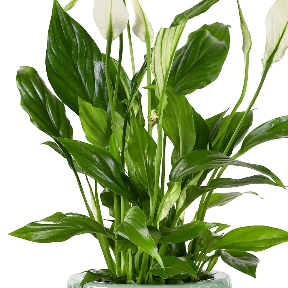 سباثيفيلوم في حوض سيراميك أخضر - ارتفاع 30 سم