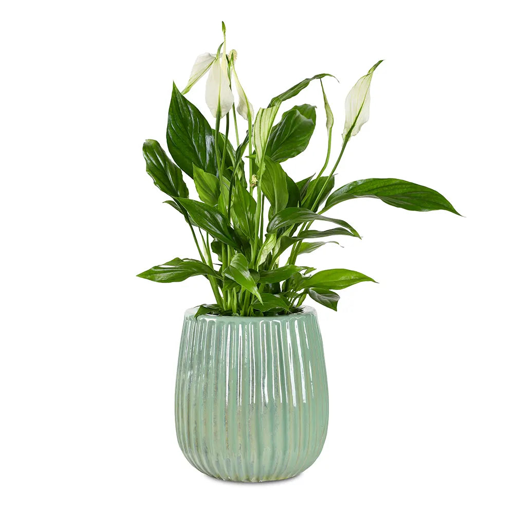 سباثيفيلوم في حوض سيراميك أخضر - ارتفاع 30 سم