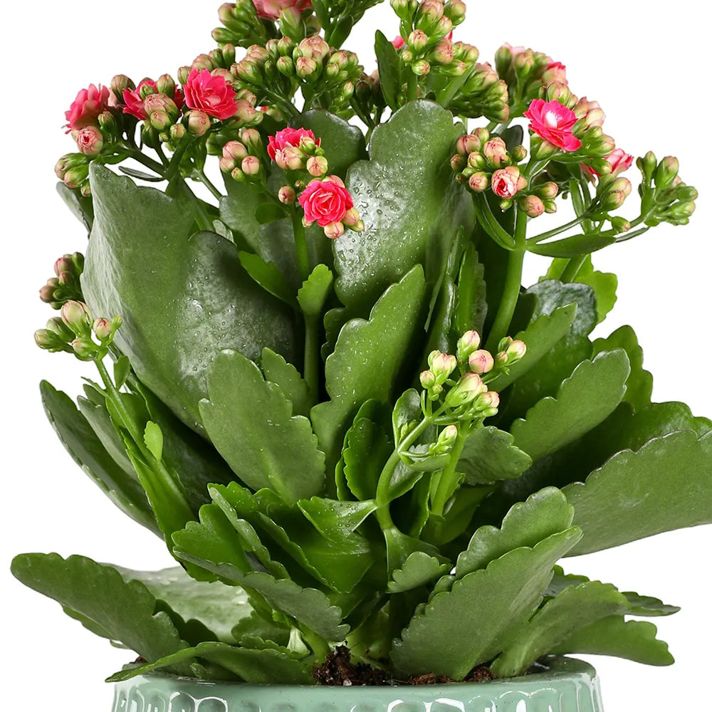 كالانشو في حوض سيراميك أخضر - ارتفاع 30 سم