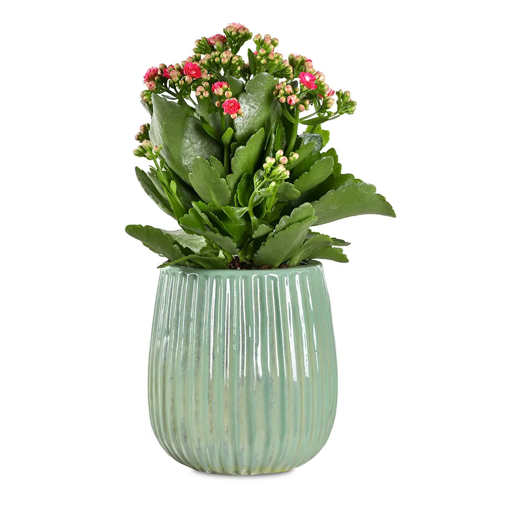 كالانشو في حوض سيراميك أخضر - ارتفاع 30 سم