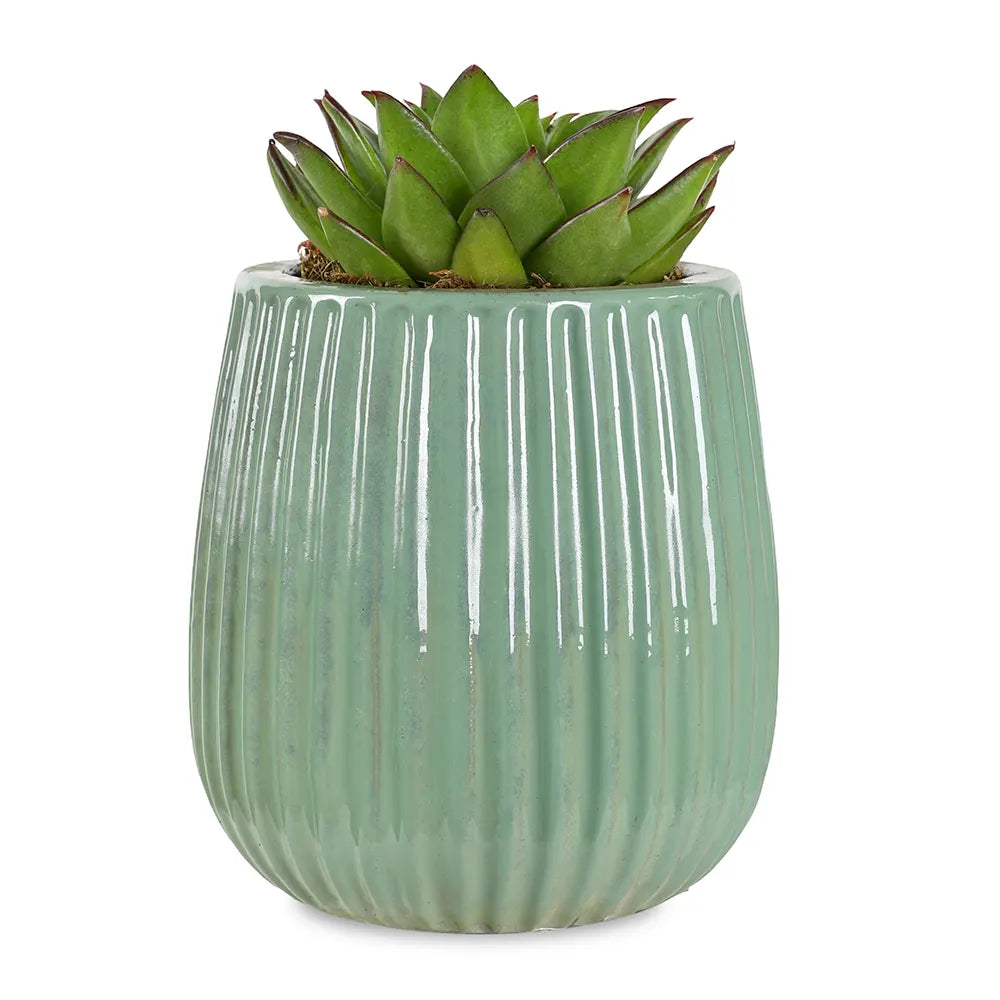 إشيفيريا ليبستك في حوض سيراميك أخضر - ارتفاع 30 سم