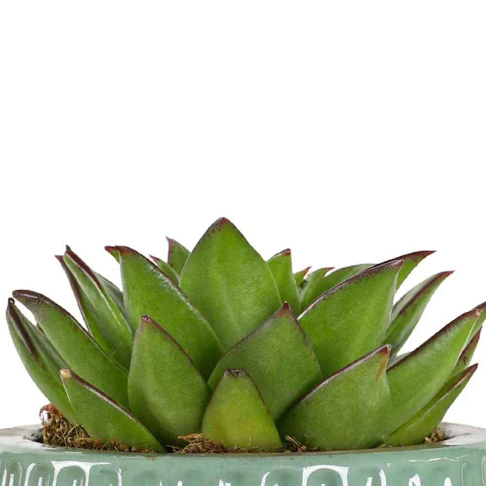 إشيفيريا ليبستك في حوض سيراميك أخضر - ارتفاع 30 سم