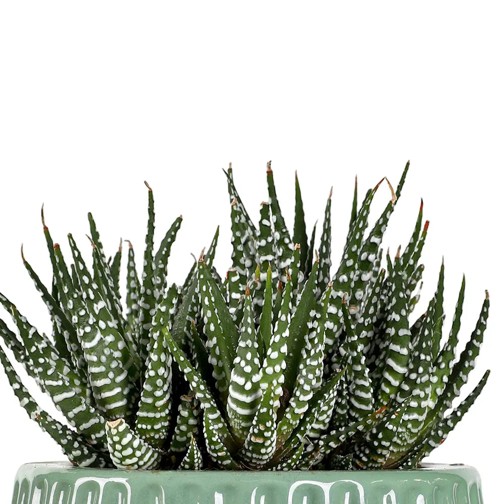 هاوورثيا  في حوض سيراميك أزرق - ارتفاع 30 سم