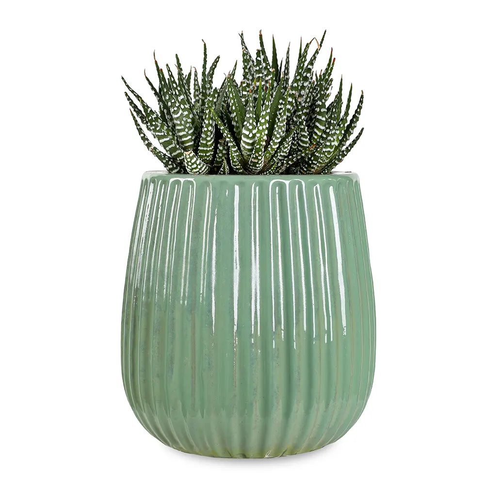 هاوورثيا  في حوض سيراميك أزرق - ارتفاع 30 سم