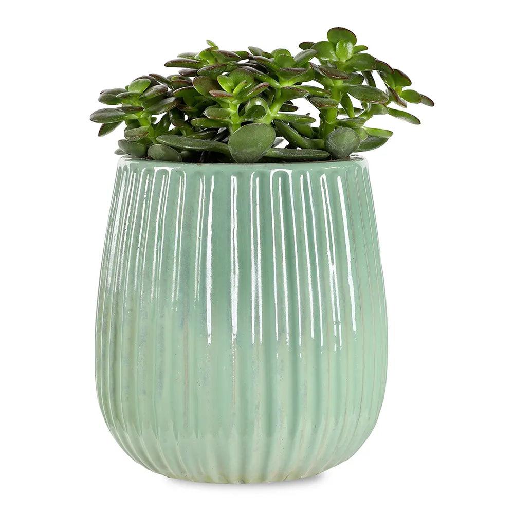 كراسولا أوفاتا في حوض سيراميك أخضر - ارتفاع 30 سم