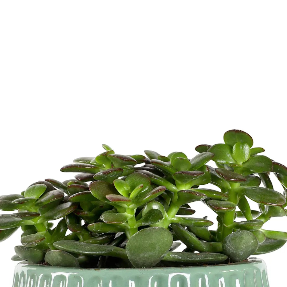 كراسولا أوفاتا في حوض سيراميك أخضر - ارتفاع 30 سم