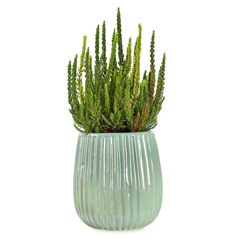 كالونا في حوض سيراميك أخضر - ارتفاع 30 سم