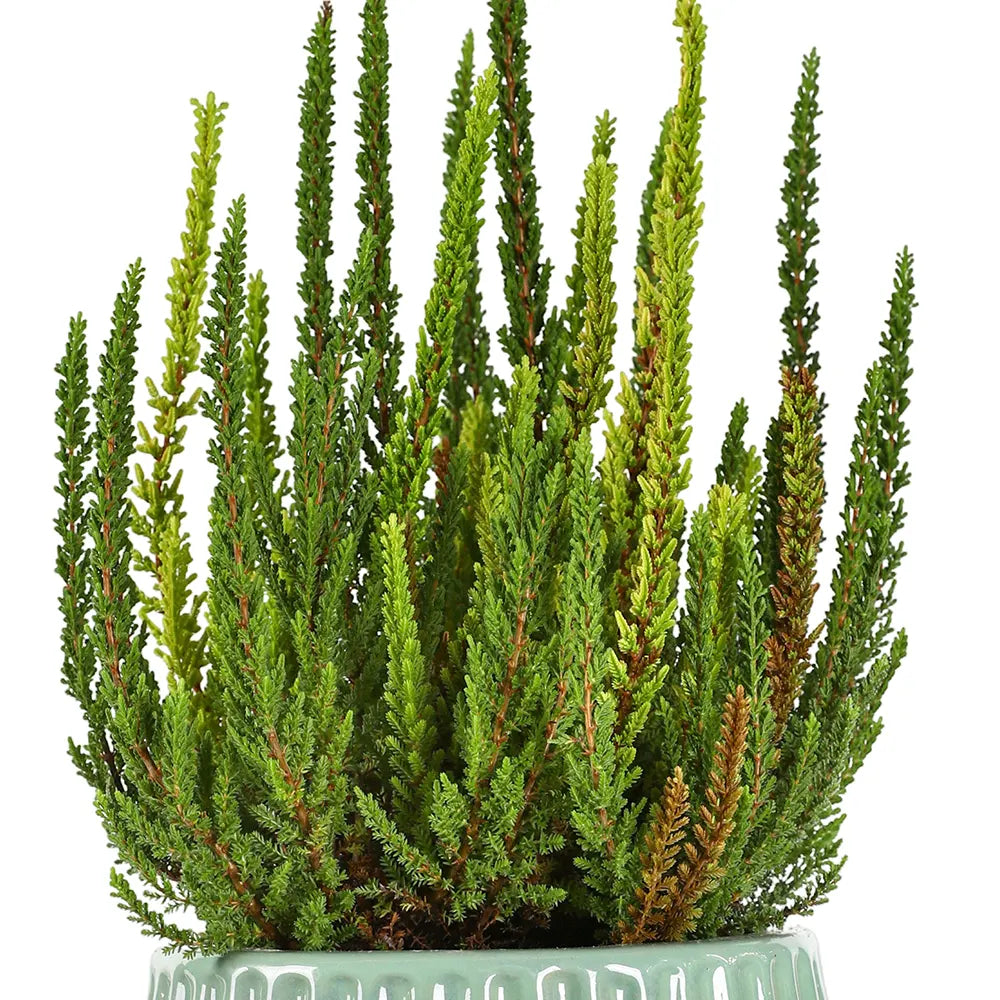 كالونا في حوض سيراميك أخضر - ارتفاع 30 سم