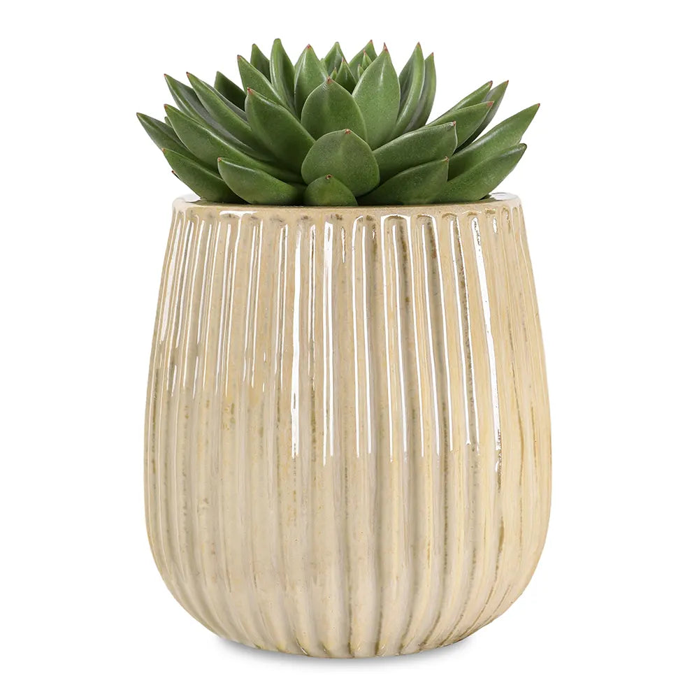 إشيفيريا في حوض سيراميك كريمي - ارتفاع 30 سم