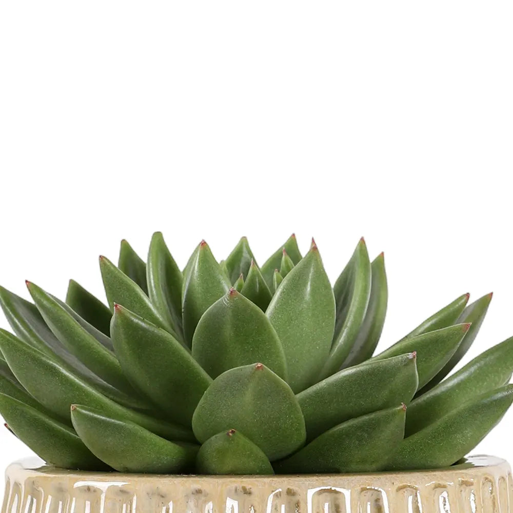 إشيفيريا في حوض سيراميك كريمي - ارتفاع 30 سم