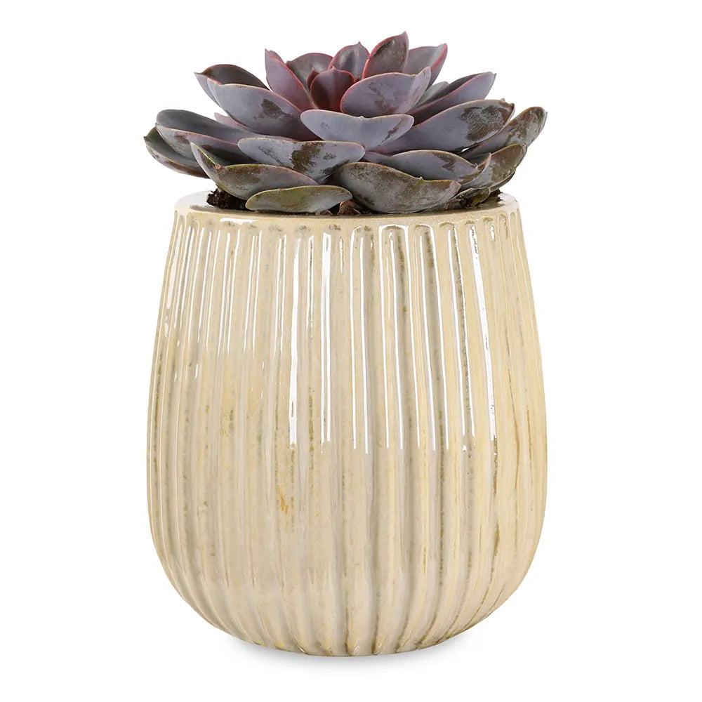 إشيفيريا بيرل في حوض سيراميك كريمي - ارتفاع 30 سم