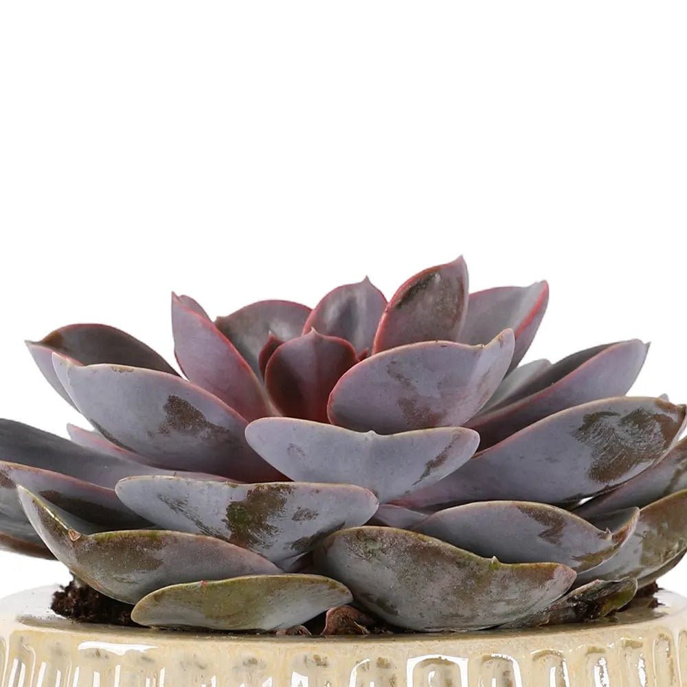 إشيفيريا بيرل في حوض سيراميك كريمي - ارتفاع 30 سم