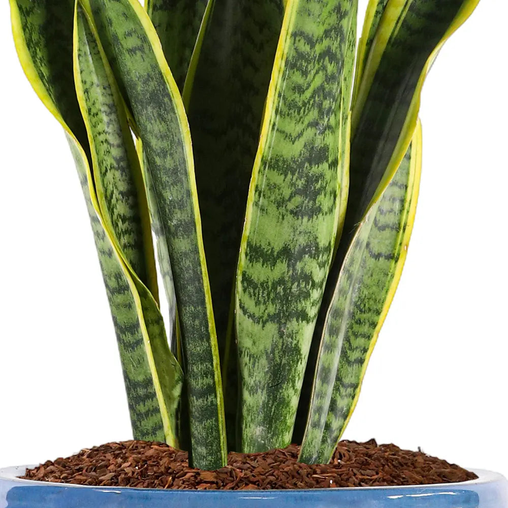 SANSEVIERIA IN BLUE CERAMIC POT