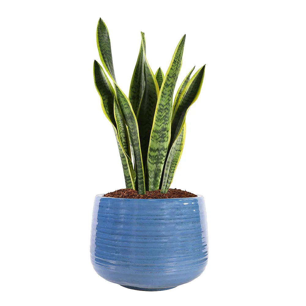 SANSEVIERIA IN BLUE CERAMIC POT