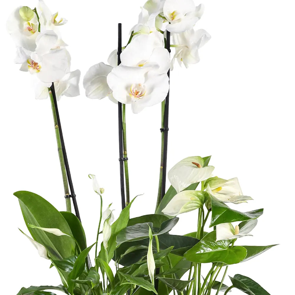 WHITE FLOWERS IN JADE GREEN CERAMIC POT