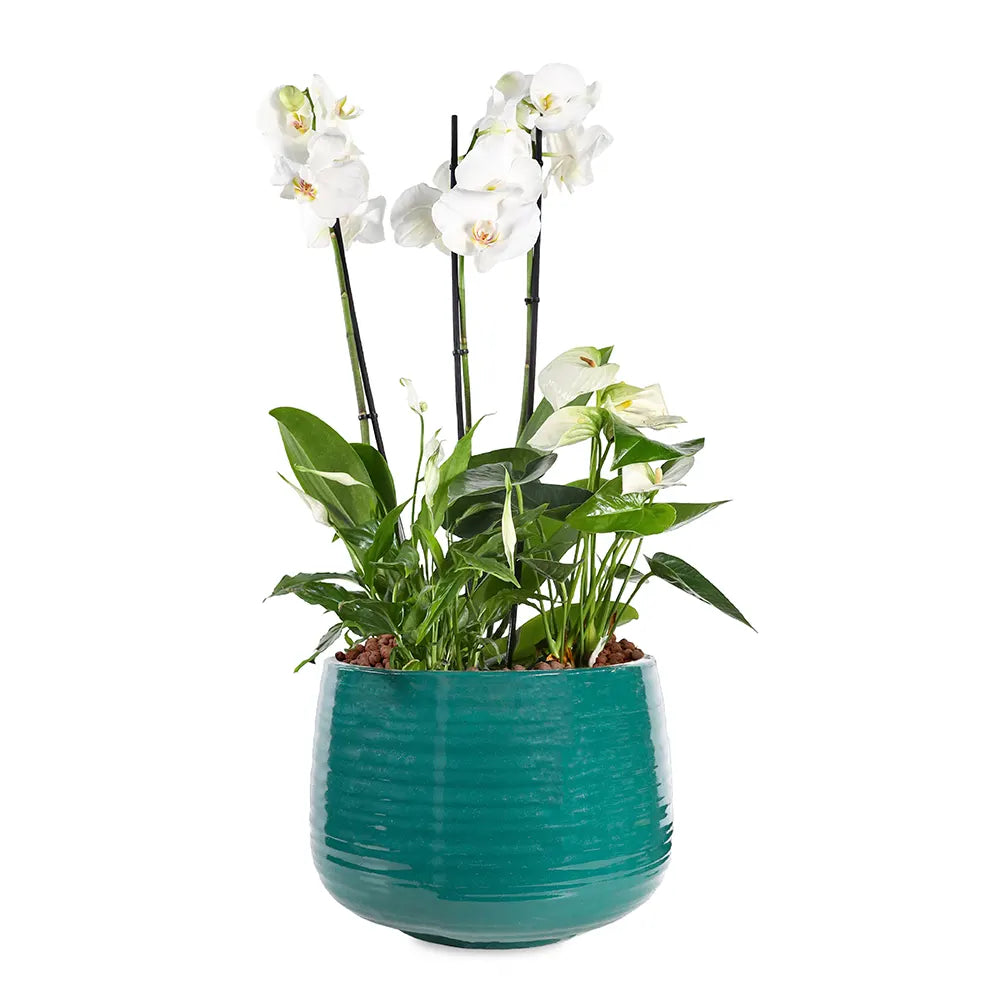 WHITE FLOWERS IN JADE GREEN CERAMIC POT