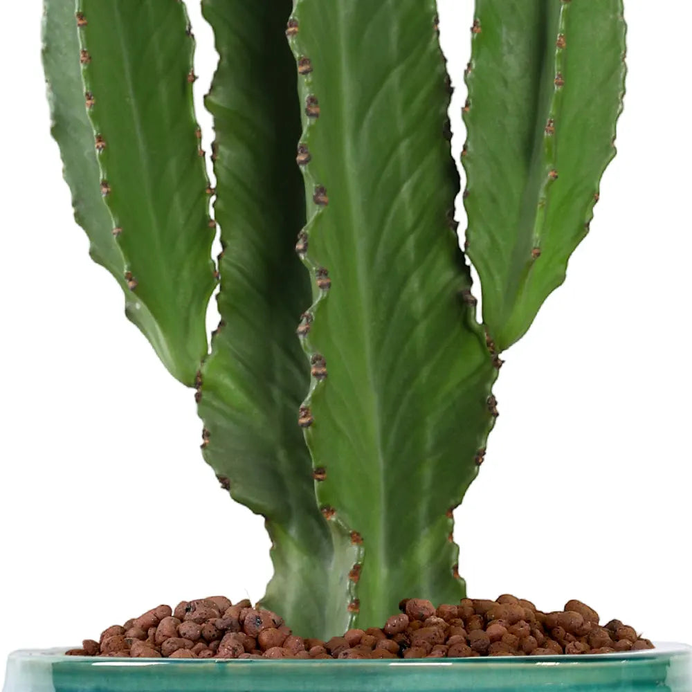 EUPHORBIA INGENS IN JADE GREEN PLANTER