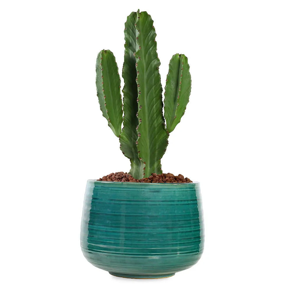 EUPHORBIA INGENS IN JADE GREEN PLANTER