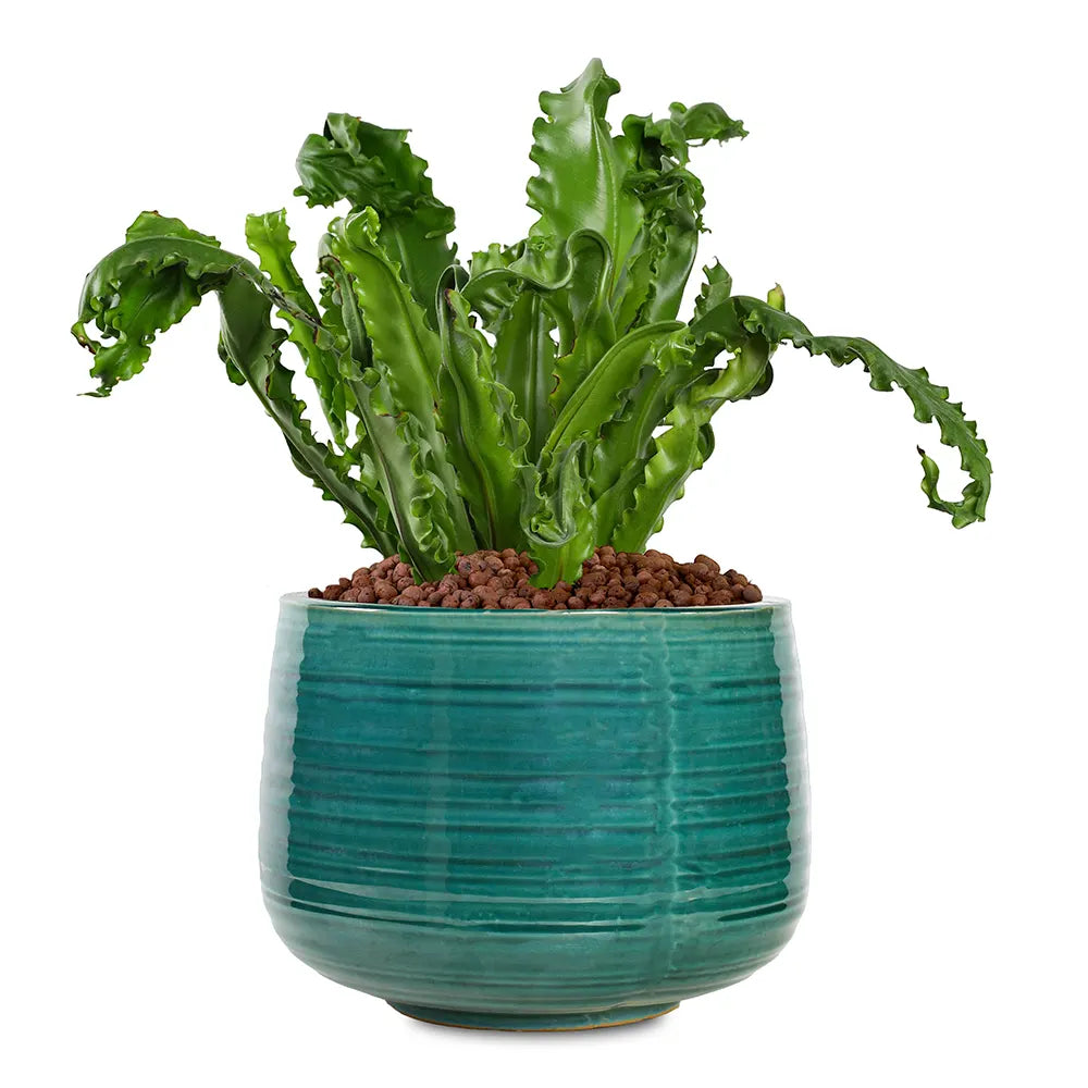 ASPLENIUM NIDUS IN ROUND JADE CERAMIC POT