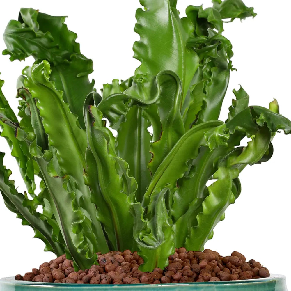 ASPLENIUM NIDUS IN ROUND JADE CERAMIC POT