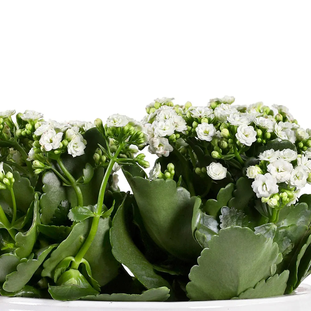 KALANCHOE IN WHITE CERAMIC POT