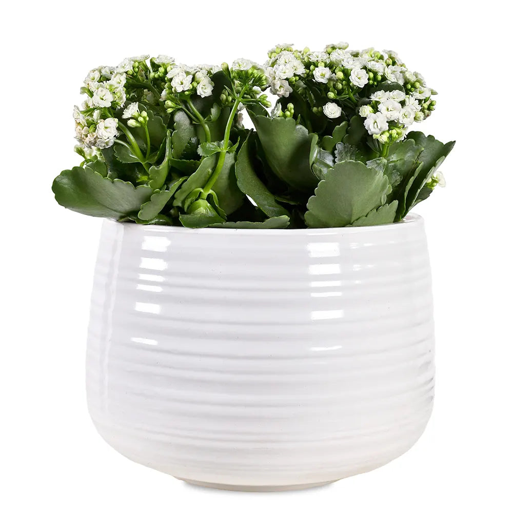 KALANCHOE IN WHITE CERAMIC POT