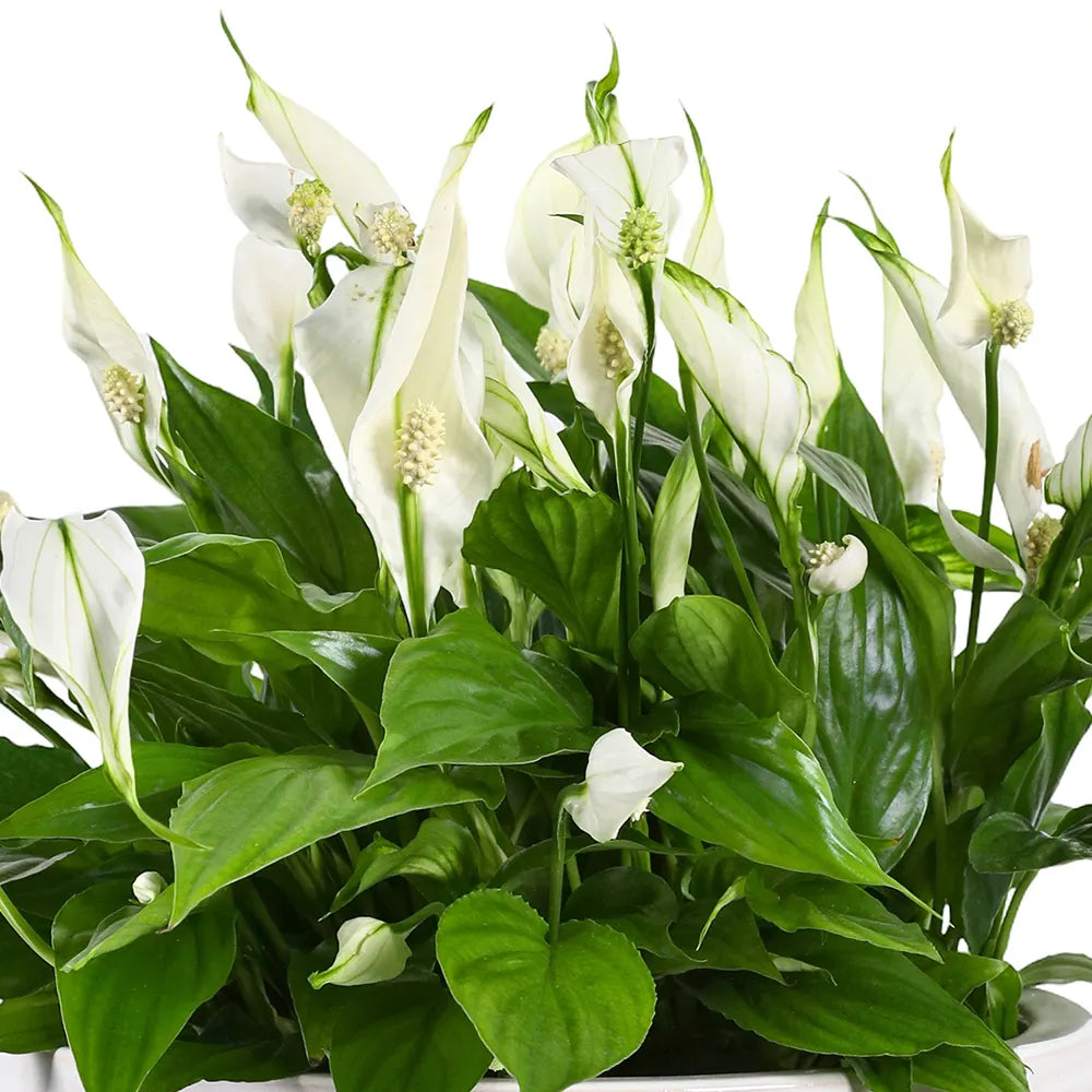 SPATHIPHYLLUM IN WHITE CERAMIC POT