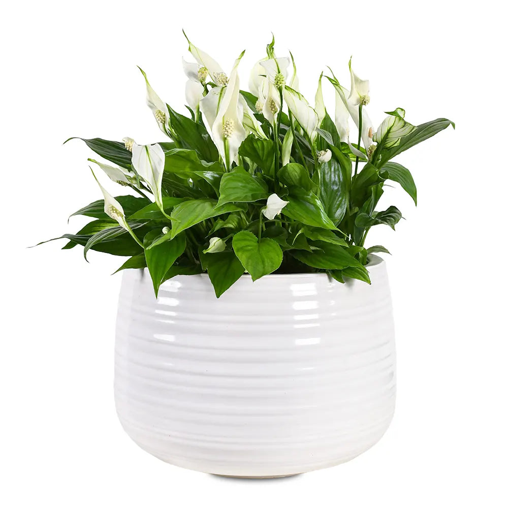 SPATHIPHYLLUM IN WHITE CERAMIC POT